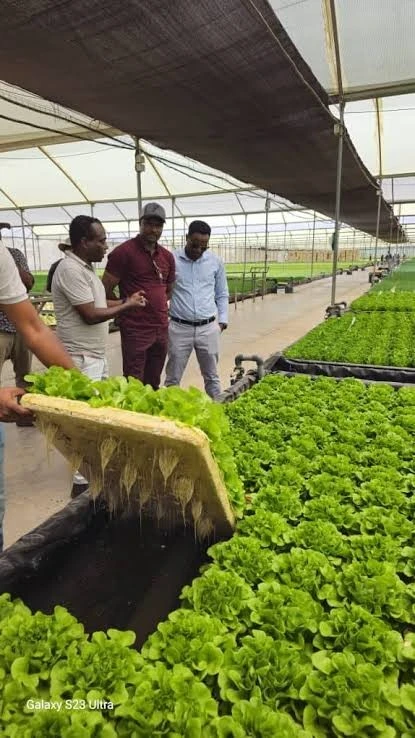 Production Team Leader (Fresh Herbs) Venlo