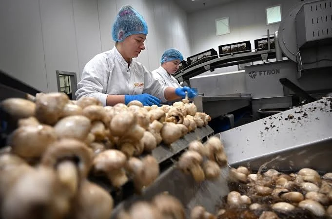 Assistent Meewerkend Voorman Champignons Horst