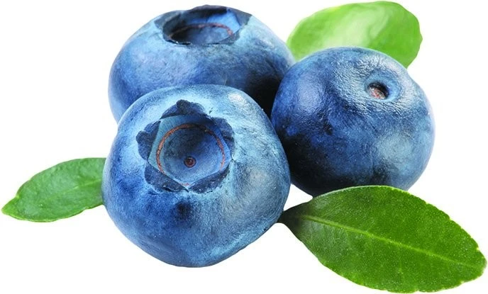 Line Operator Blueberries Horst