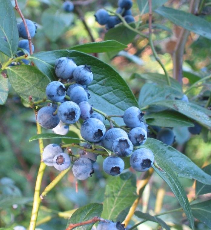 Teamleider Productie Blauwe Bessen Horst