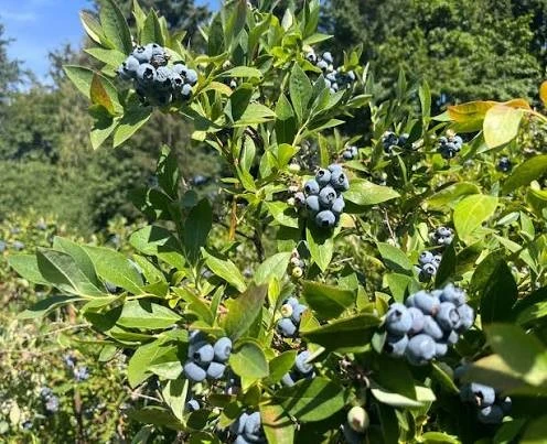 Teamleader Production Blue Berries