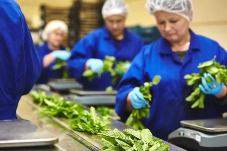 Shift Leader Quality Herbs Venlo